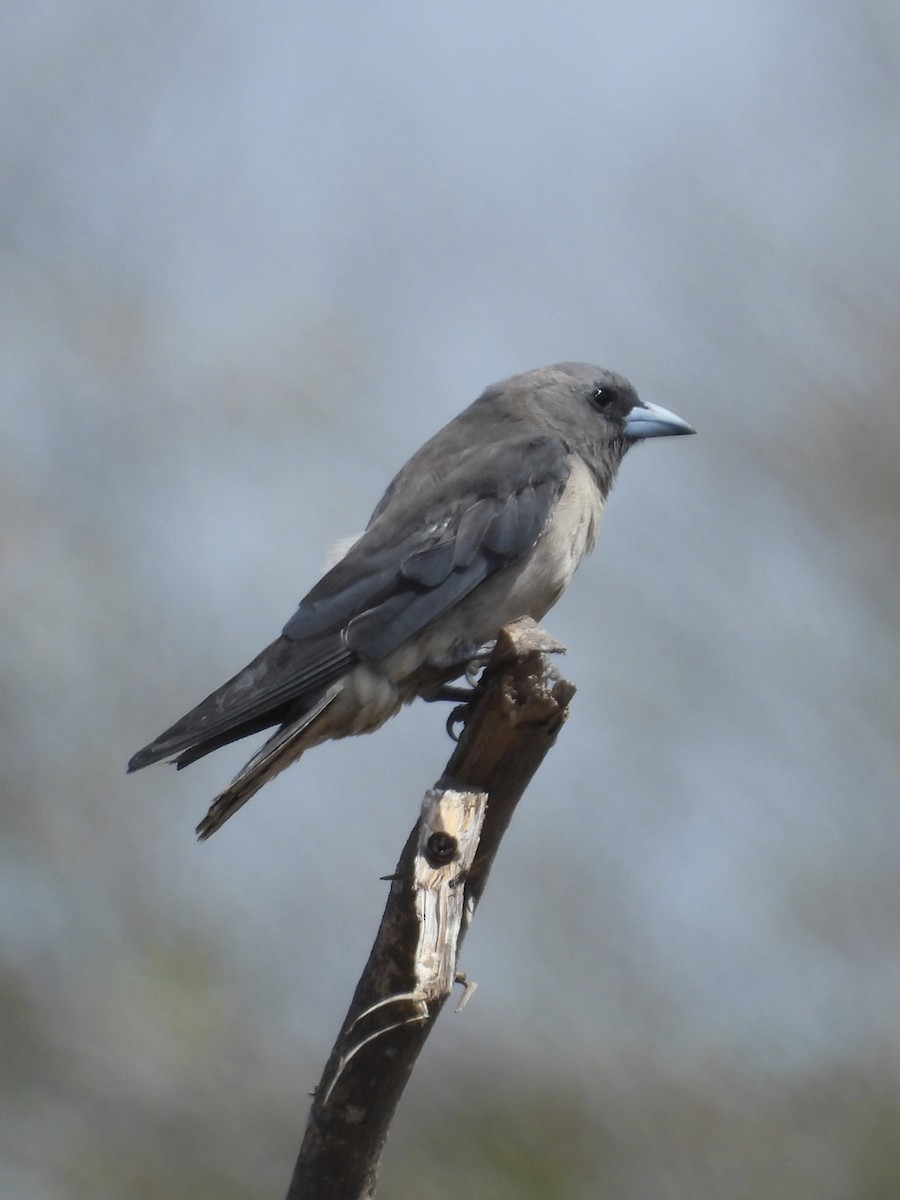 Ashy Woodswallow - ML638792654