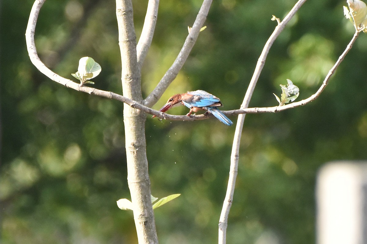 White-throated Kingfisher - ML638792680