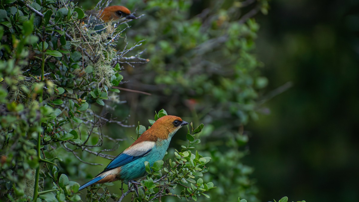 Chestnut-backed Tanager - ML638792686