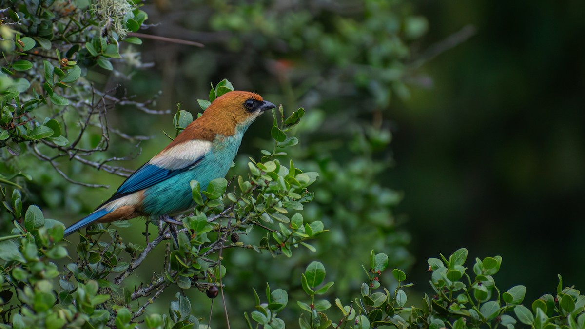 Chestnut-backed Tanager - ML638792688