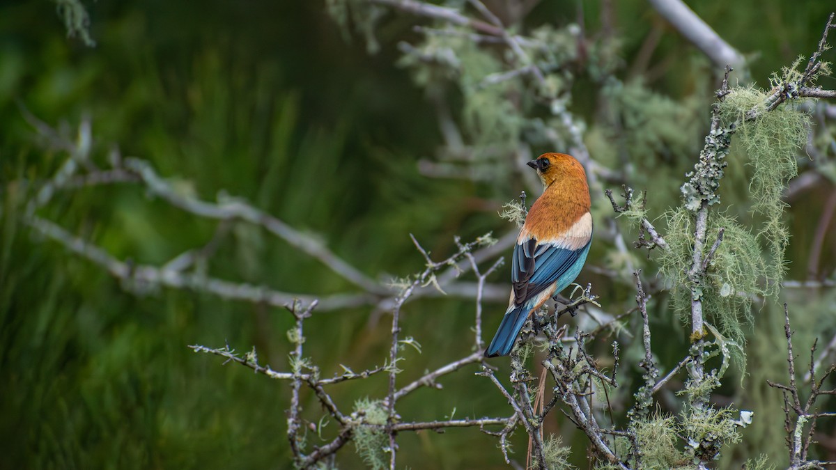 Chestnut-backed Tanager - ML638792690