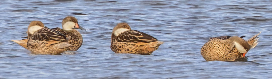 White-cheeked Pintail - ML638792693