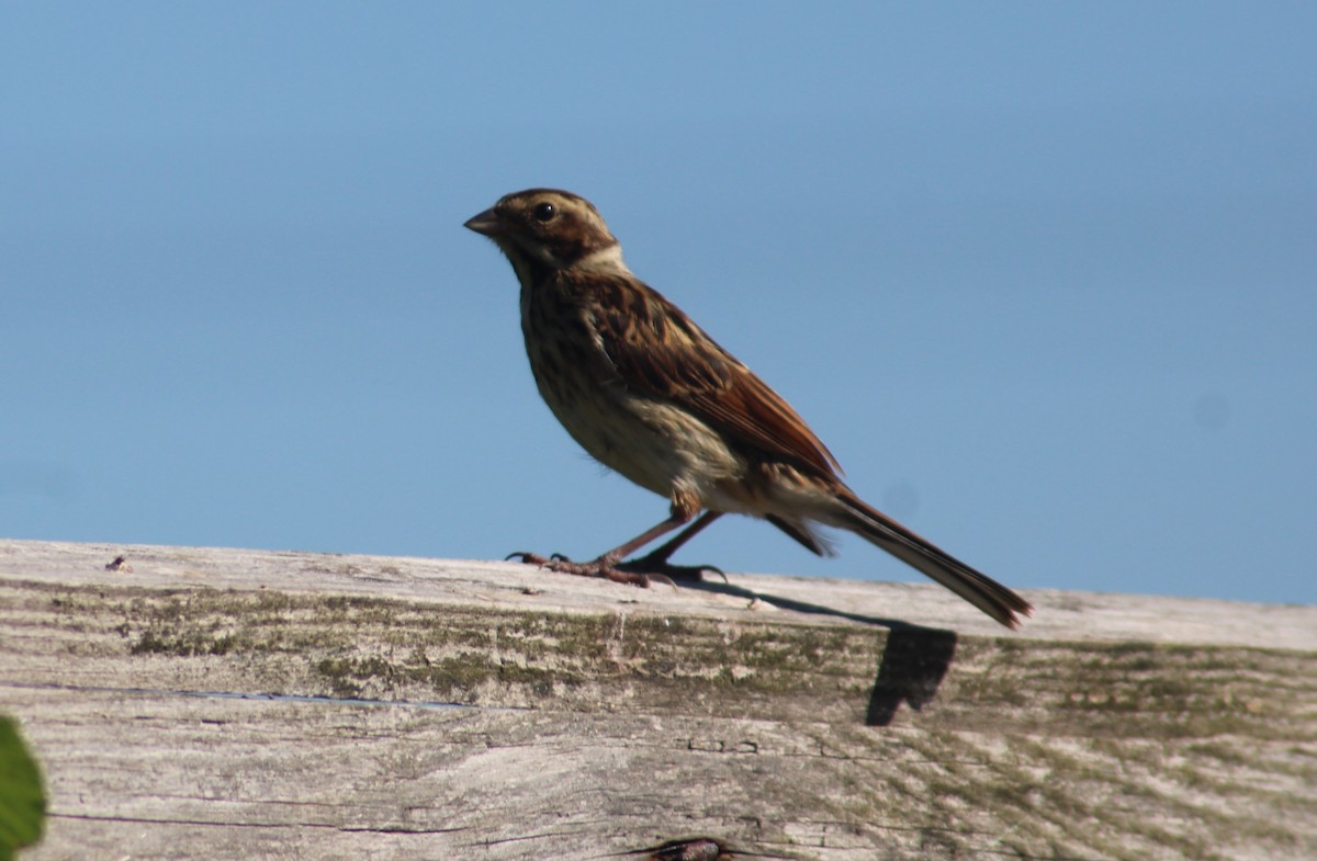 Reed Bunting - ML638792694