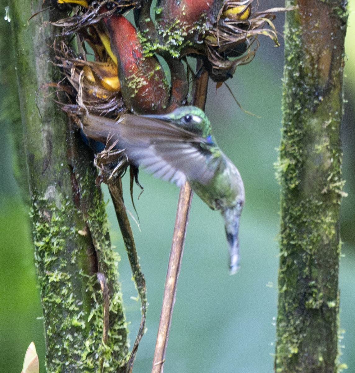 White-throated Daggerbill - ML638792697