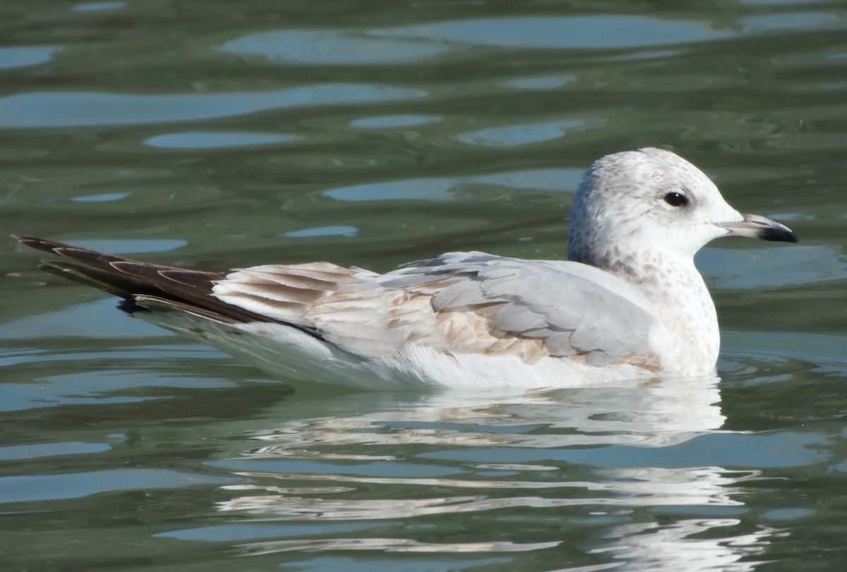 Common Gull - ML638792698
