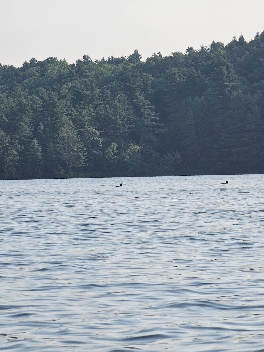 Common Loon - ML638792699