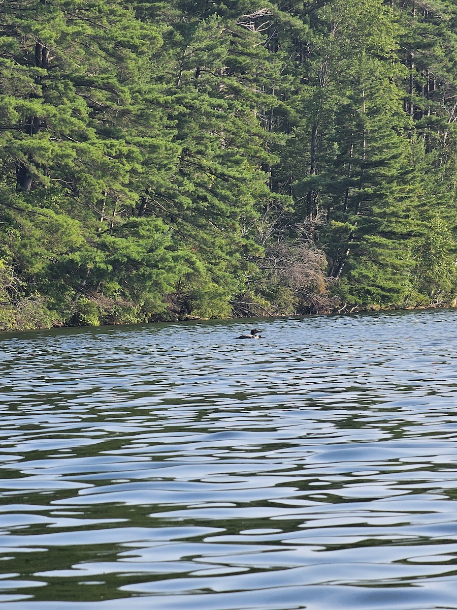 Common Loon - ML638792700