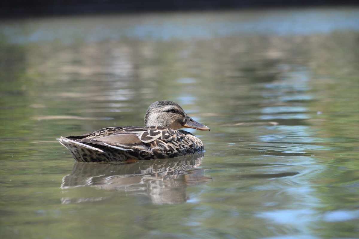 Mallard - ML638792701