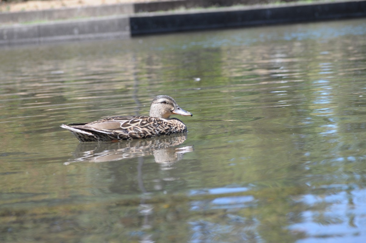 Mallard - ML638792703
