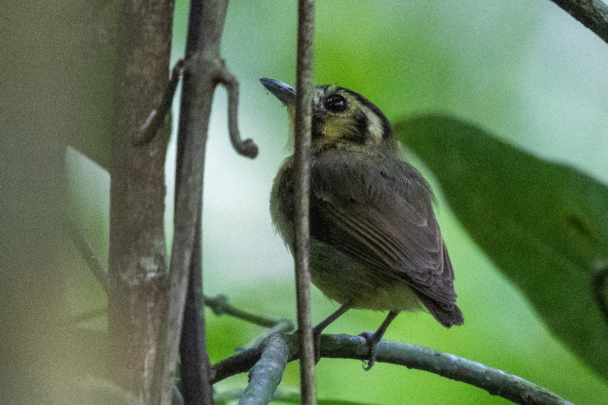 Golden-crowned Spadebill - ML638792705