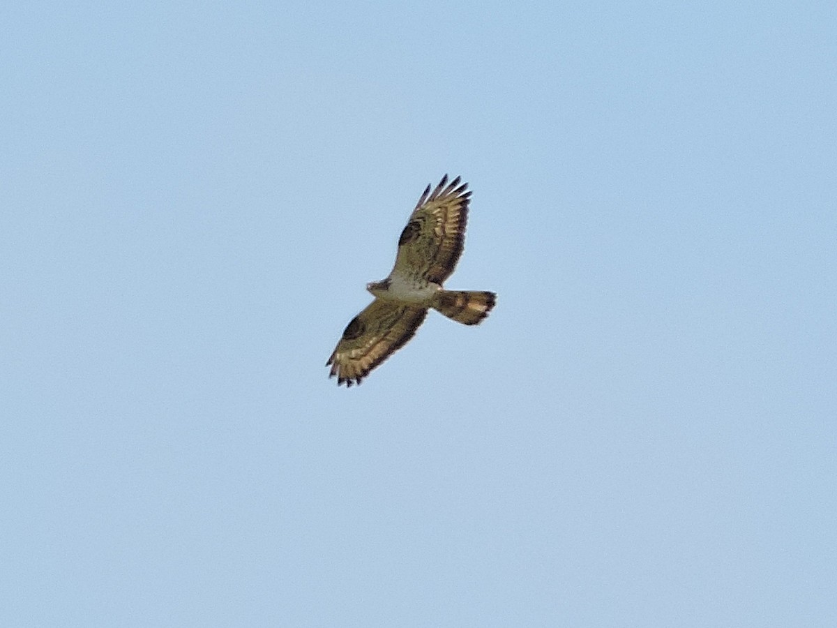 European Honey-buzzard - ML638792707