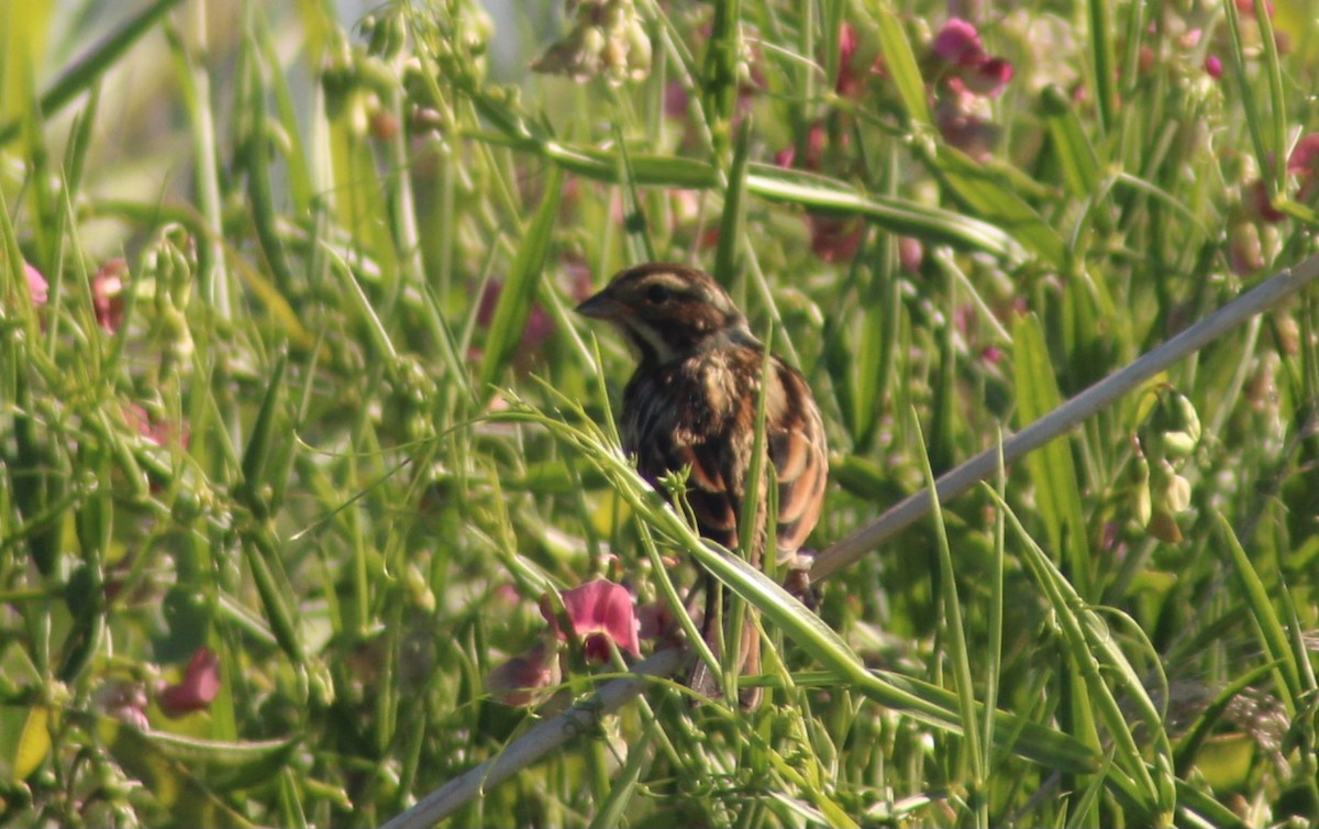 Reed Bunting - ML638792716