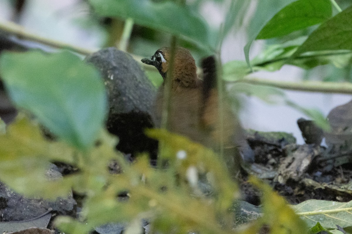 Black-faced Antthrush - ML638792719