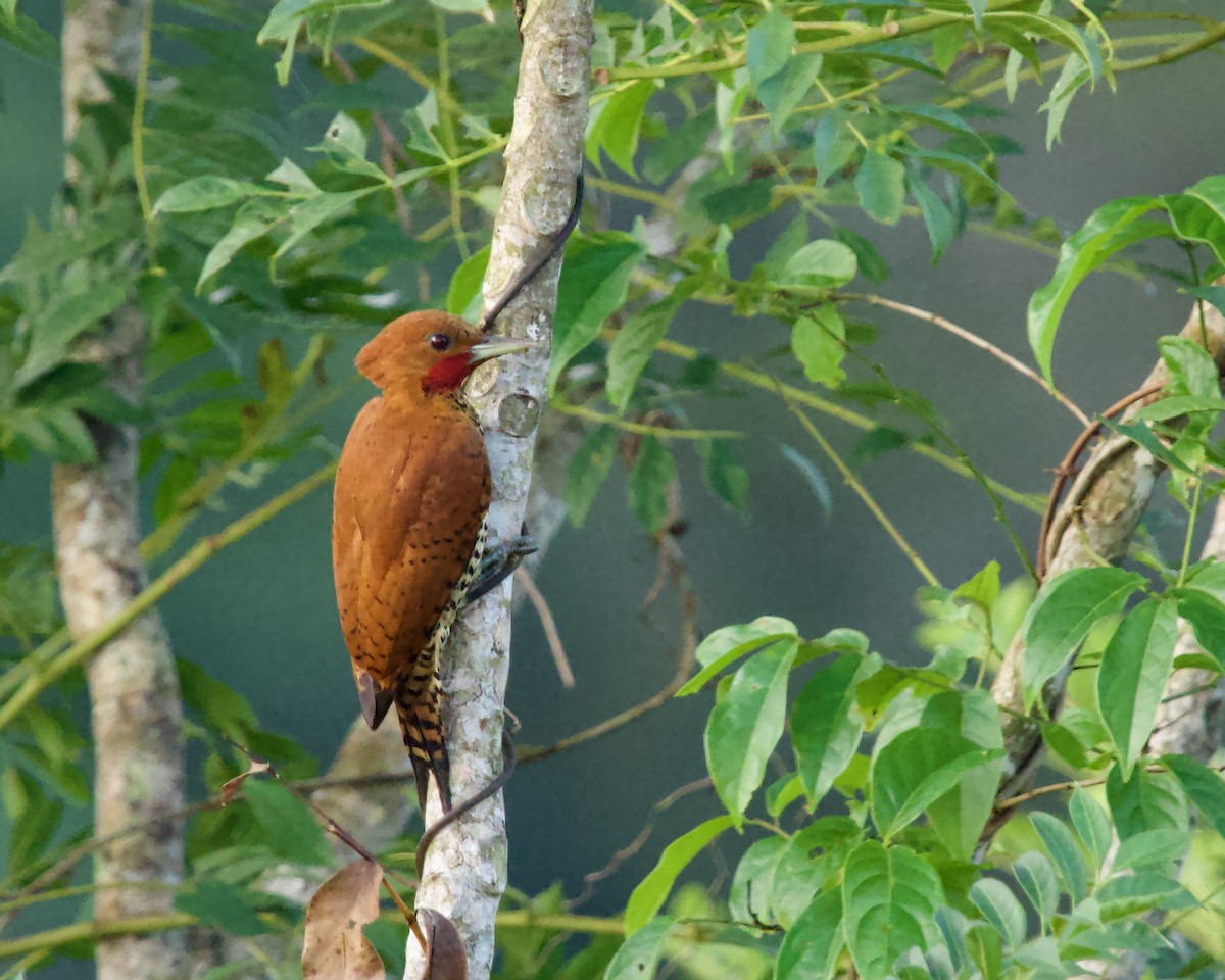 Cinnamon Woodpecker - ML638792726