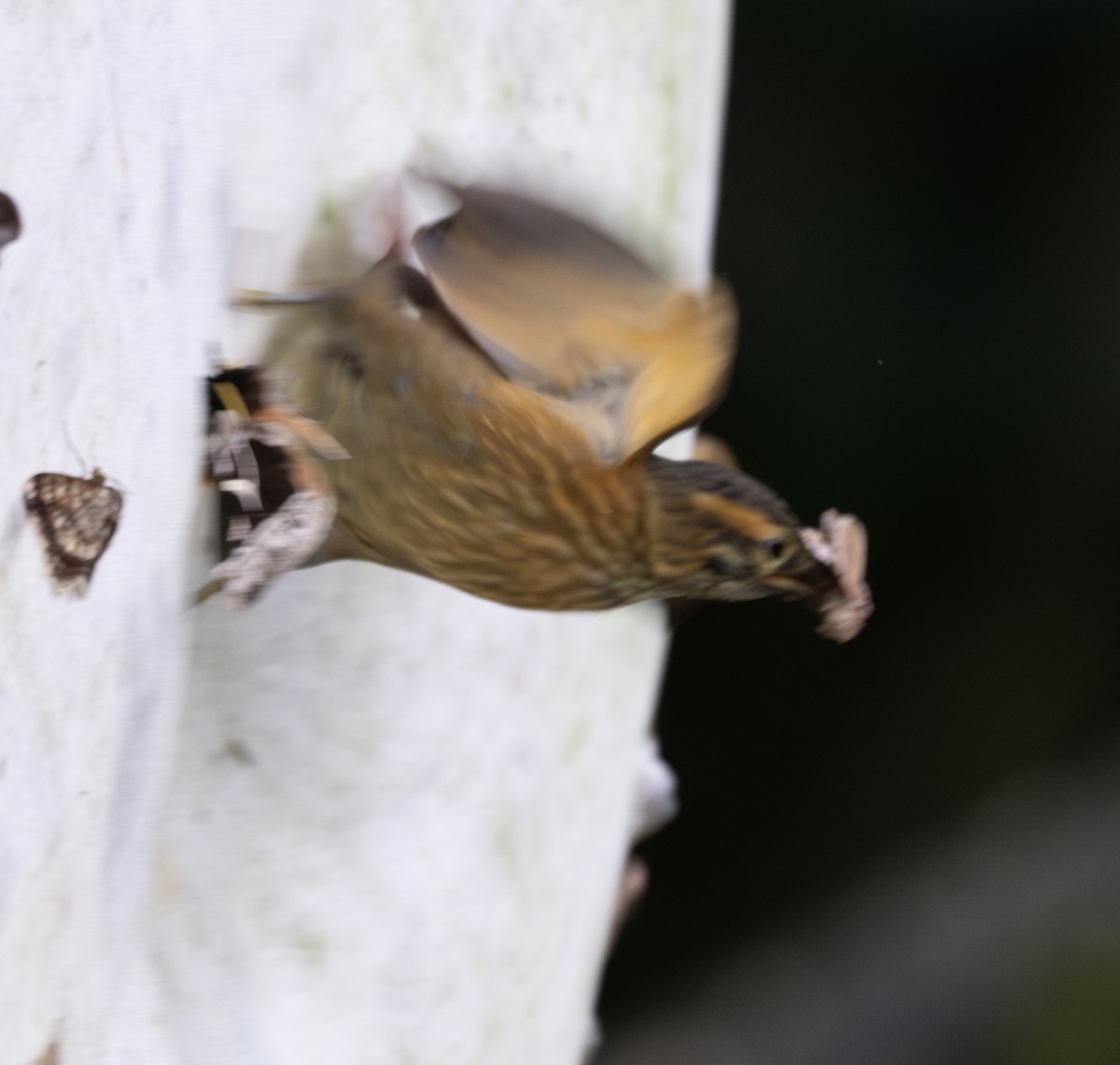 ウロコノドカマドドリ（temporalis） - ML638792796