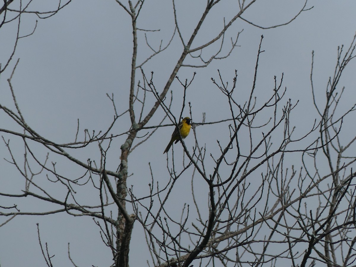 Orchard Oriole - ML638792837