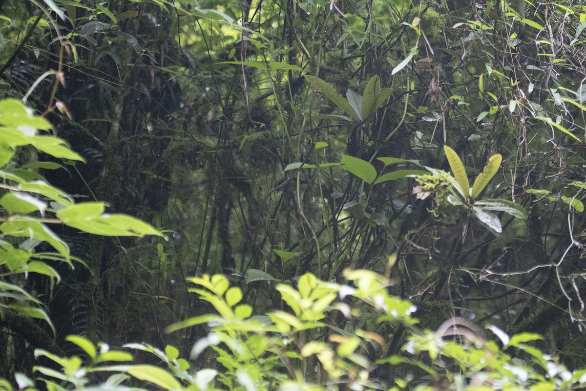 Speckled Piculet - ML638792838