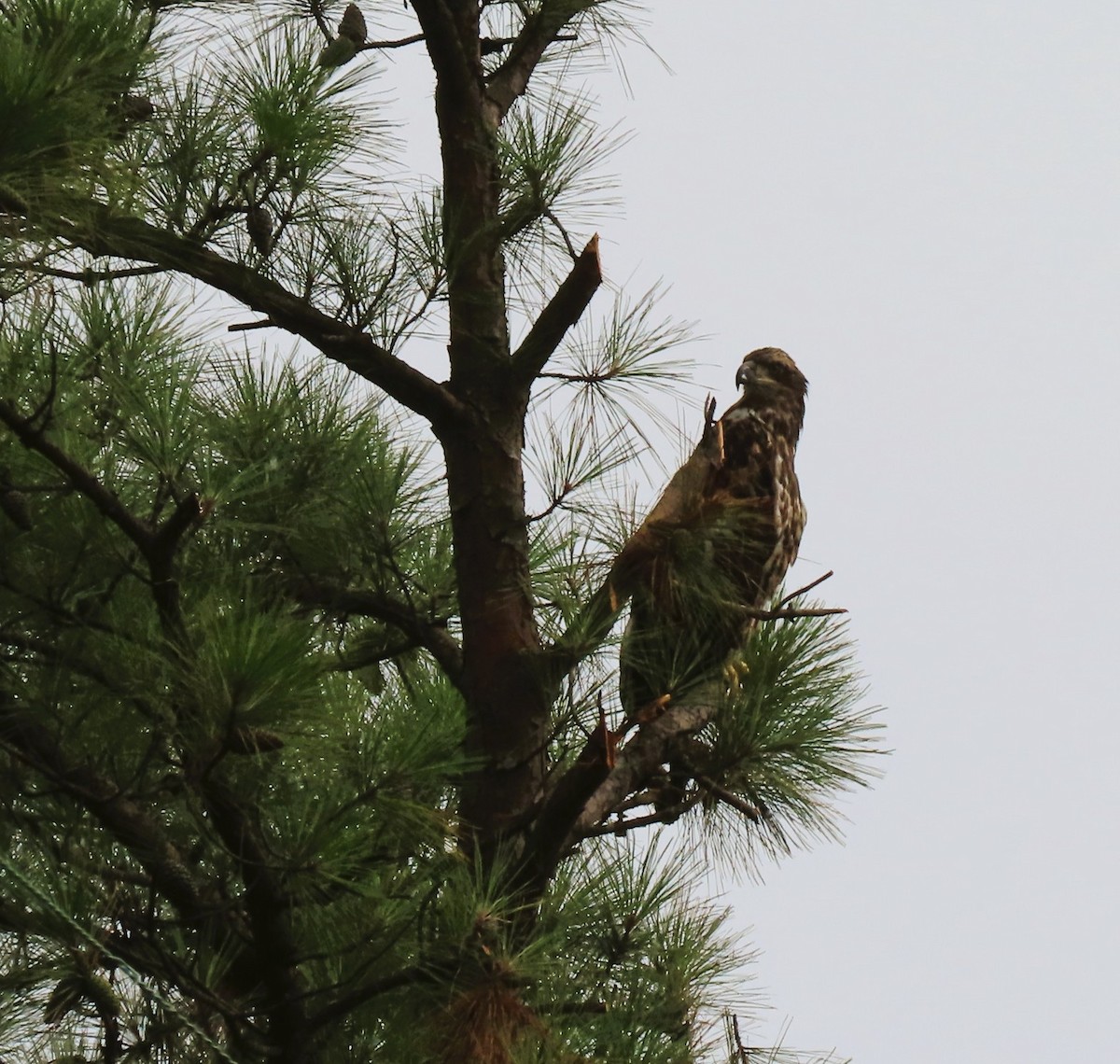 Osprey - ML638792842