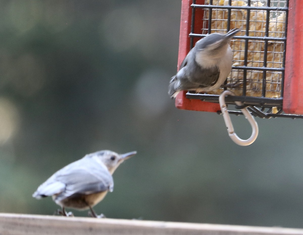 White-breasted Nuthatch (Interior West) - ML638792844