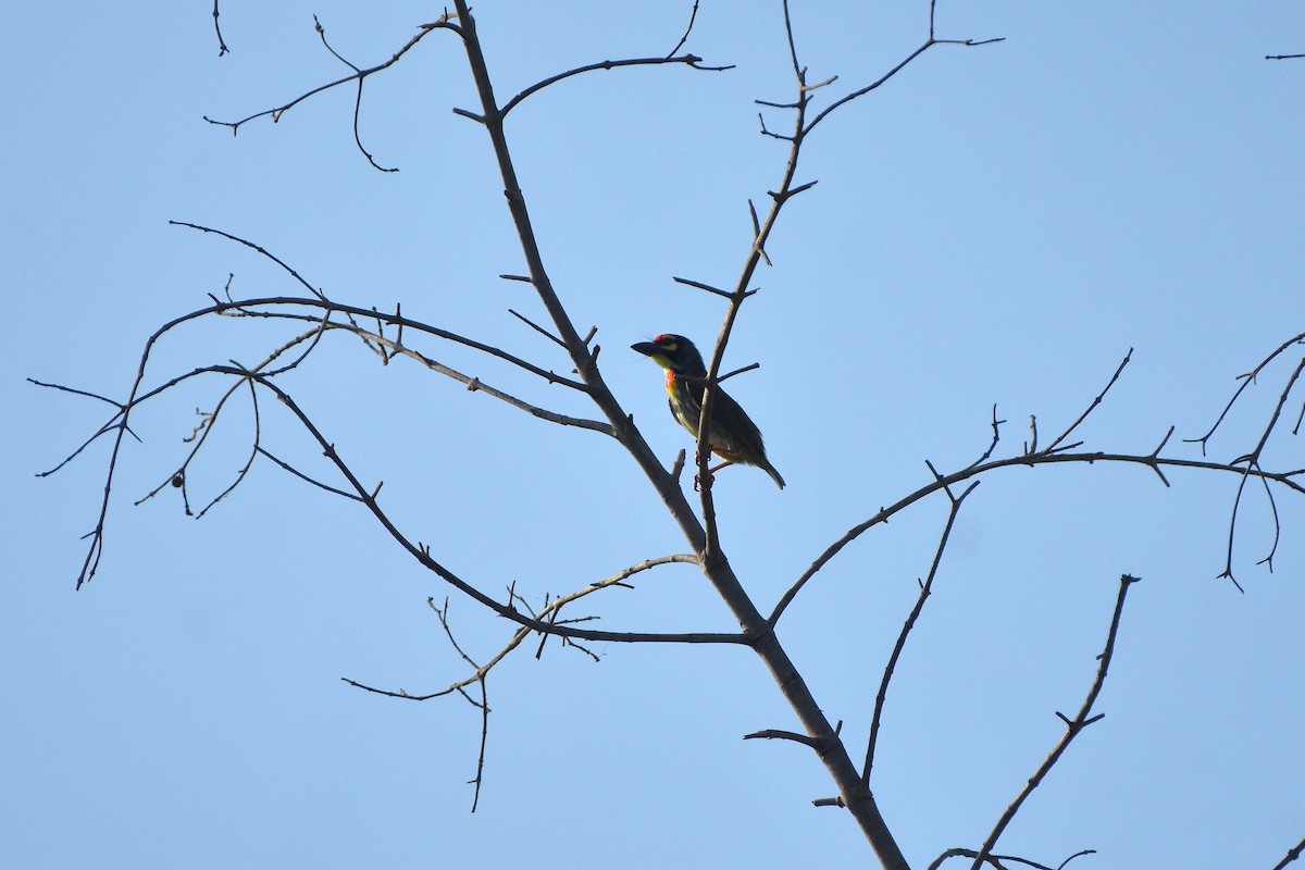 Coppersmith Barbet - ML638792845