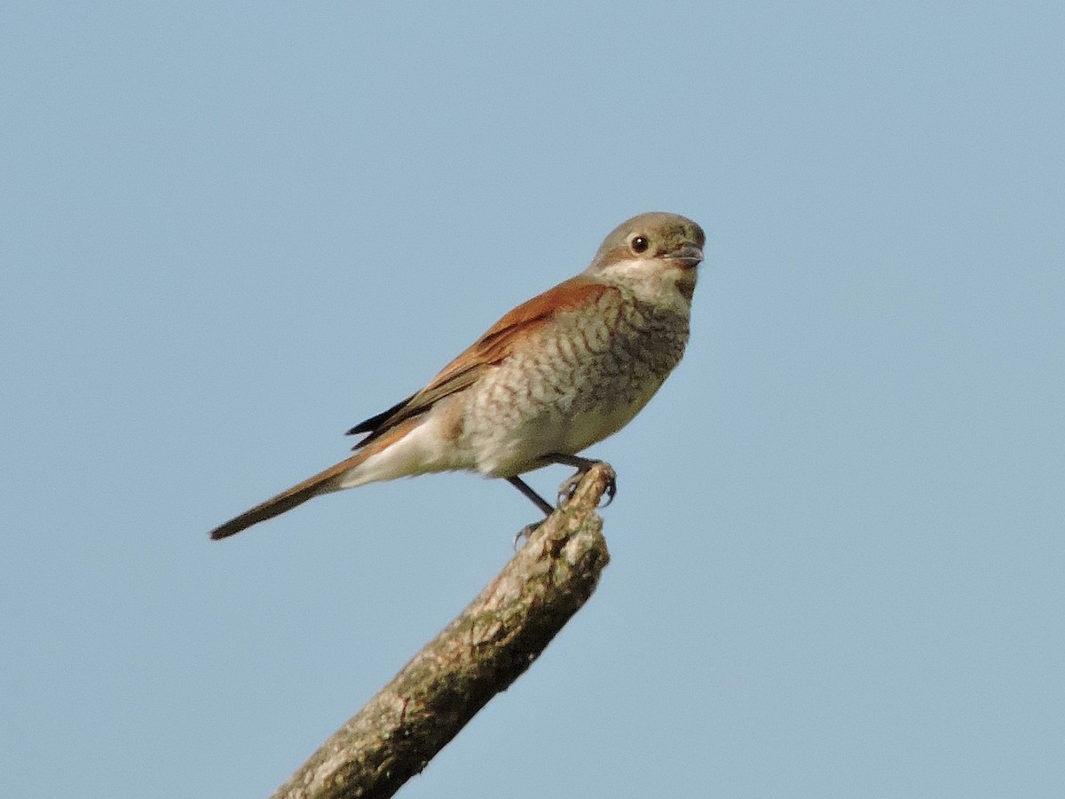 Red-backed Shrike - ML638792853