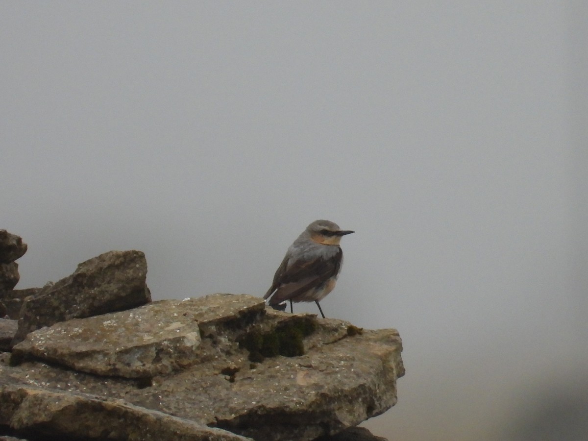Northern Wheatear - ML638792854