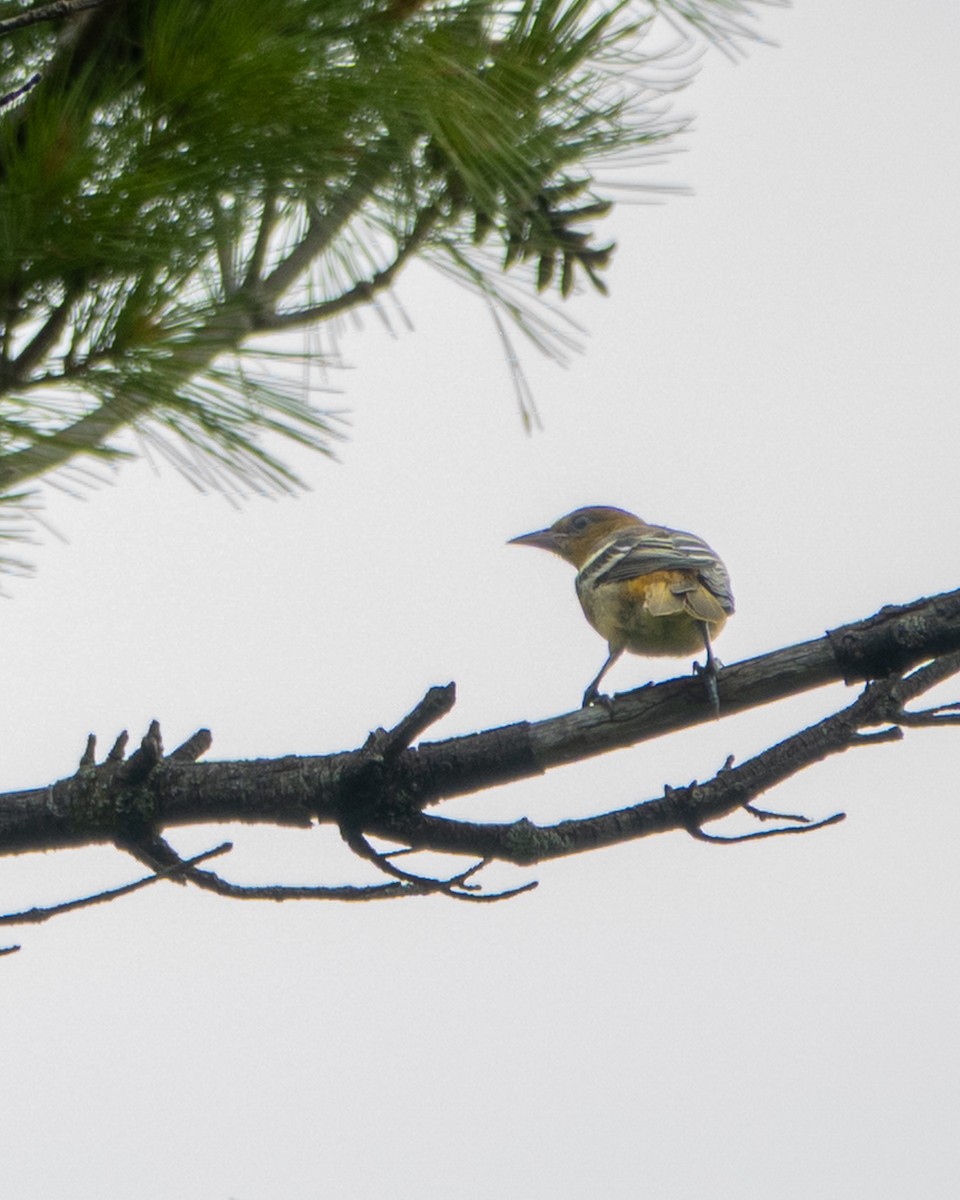 Baltimore Oriole - ML638792858
