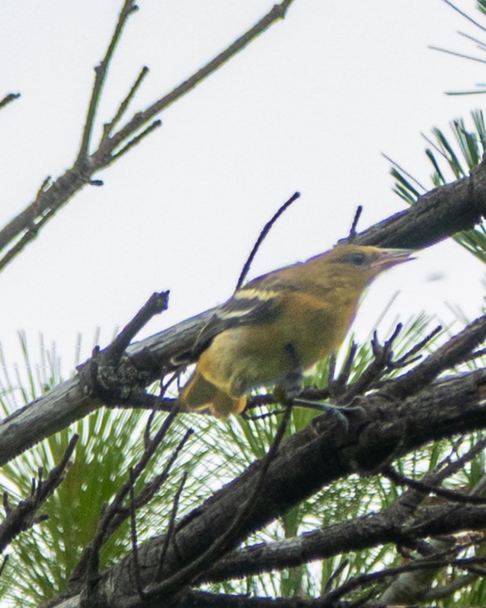 Baltimore Oriole - ML638792859