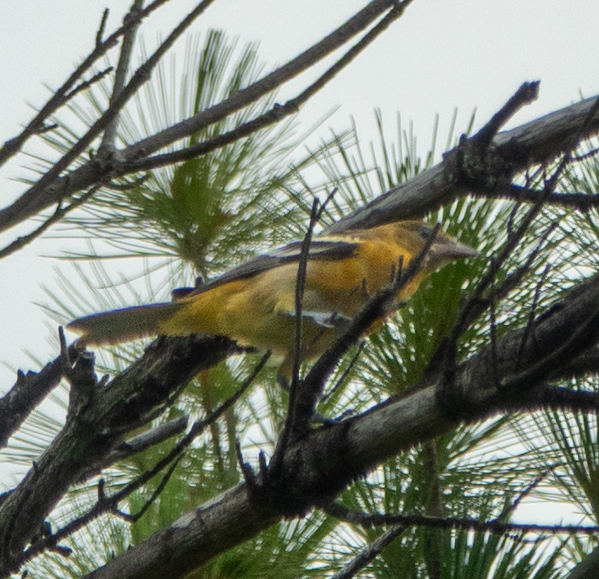Baltimore Oriole - ML638792860