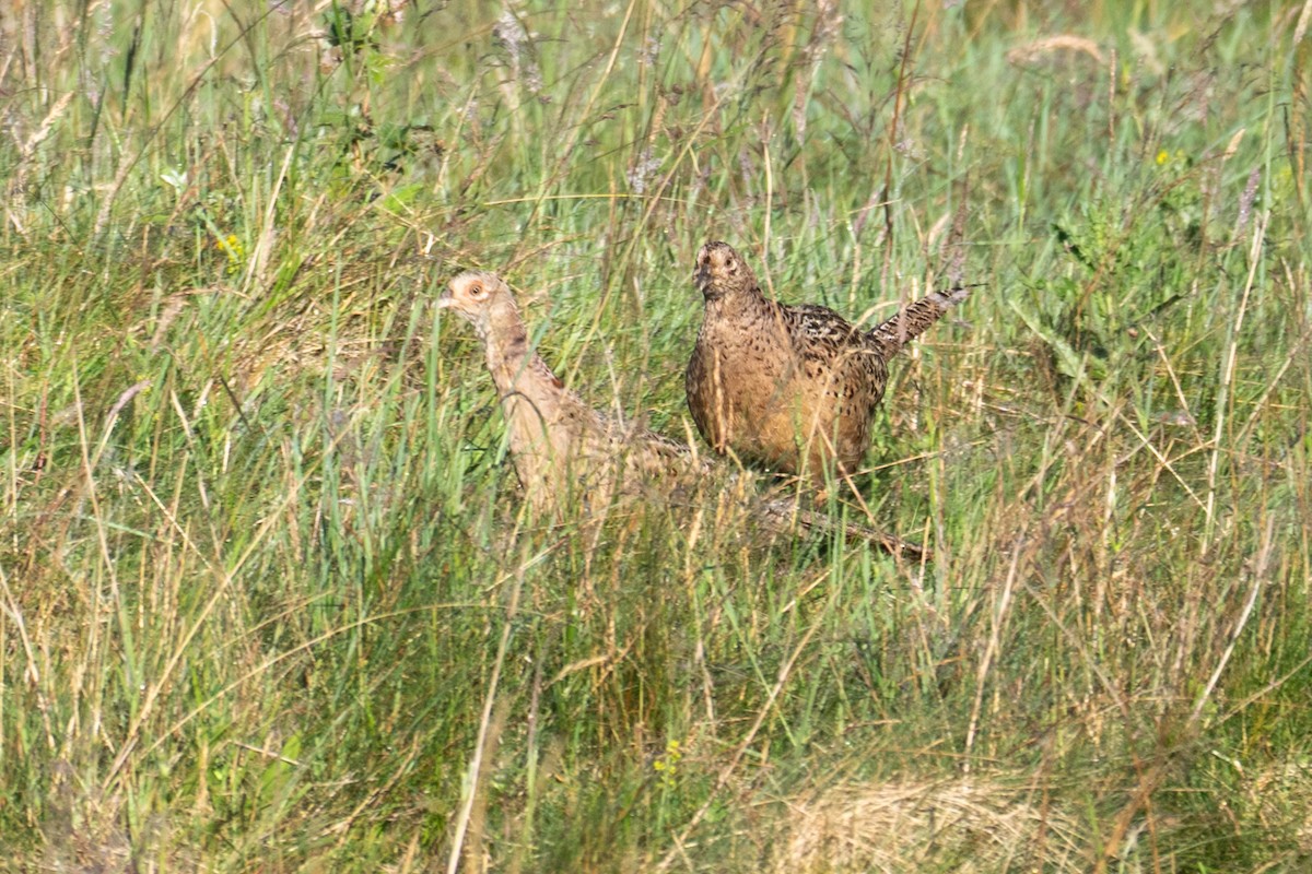 Ring-necked Pheasant - ML638792861
