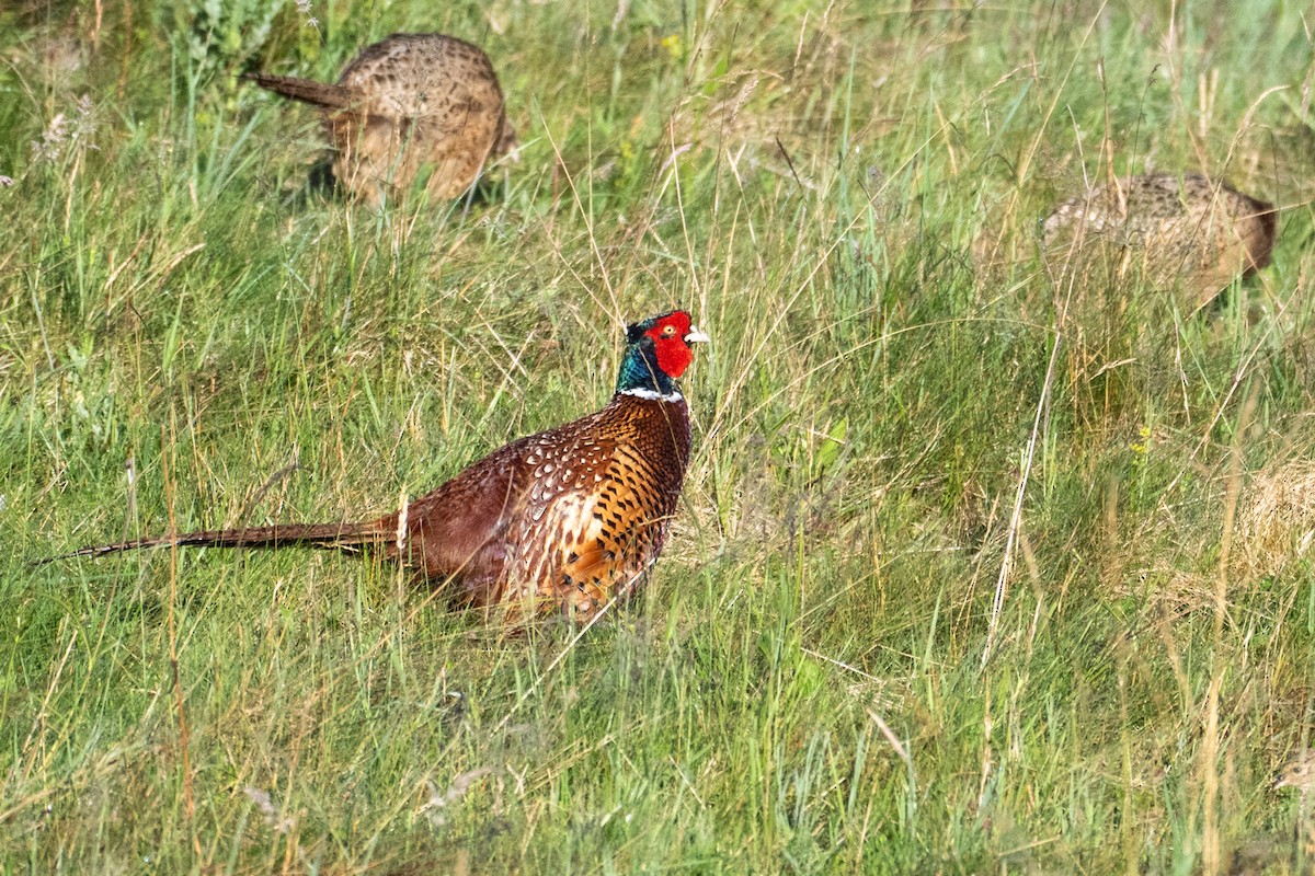 Ring-necked Pheasant - ML638792862