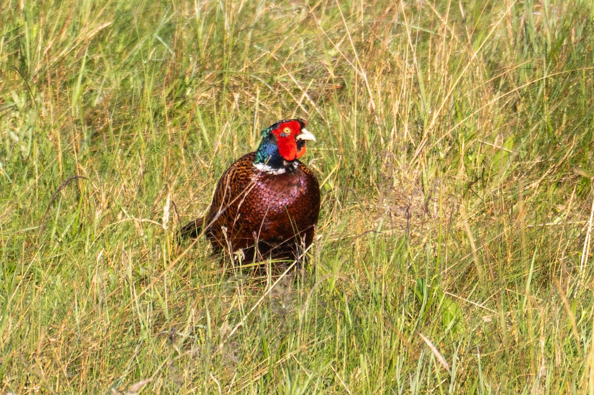 Ring-necked Pheasant - ML638792863