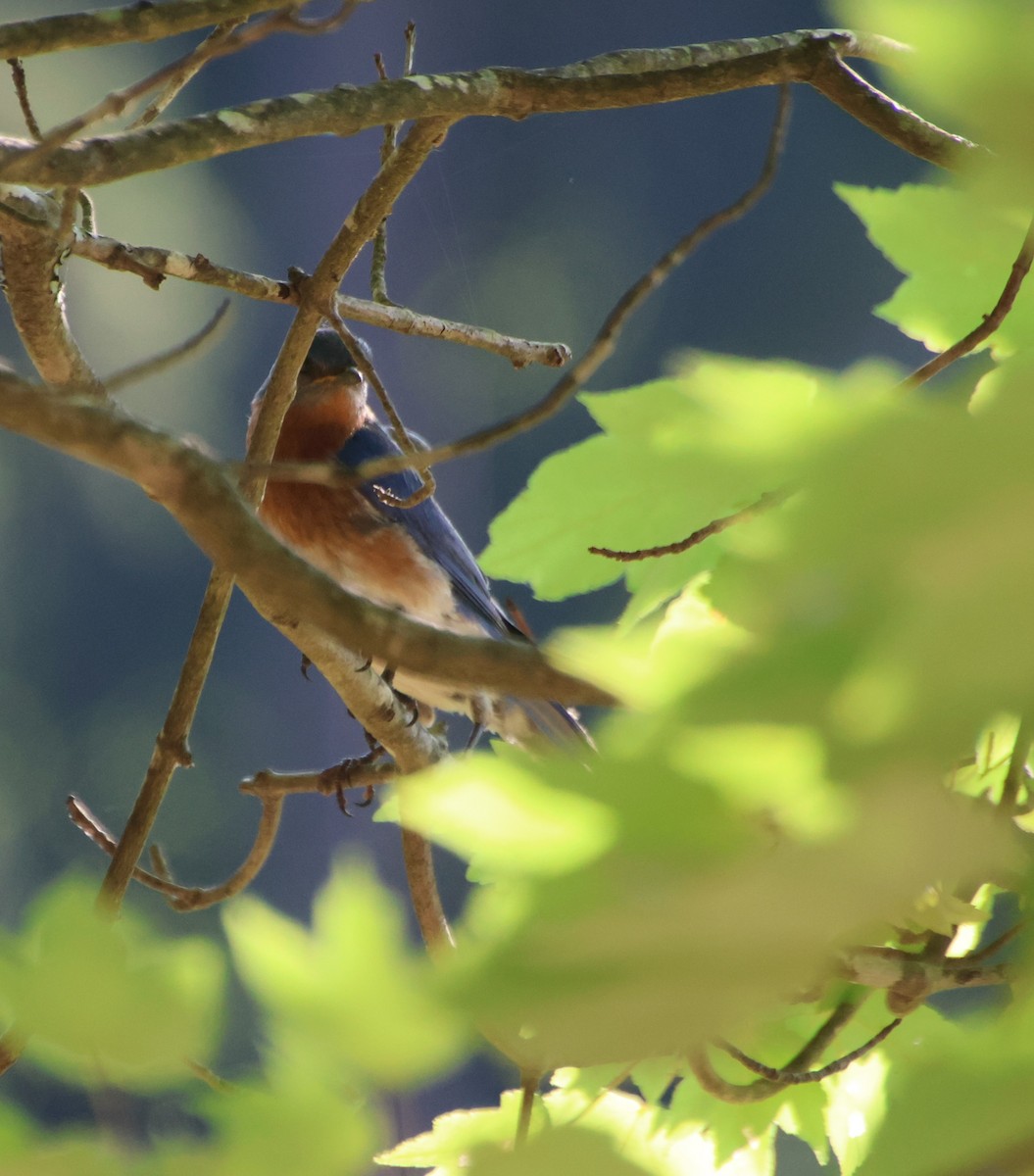 Eastern Bluebird - ML638792866