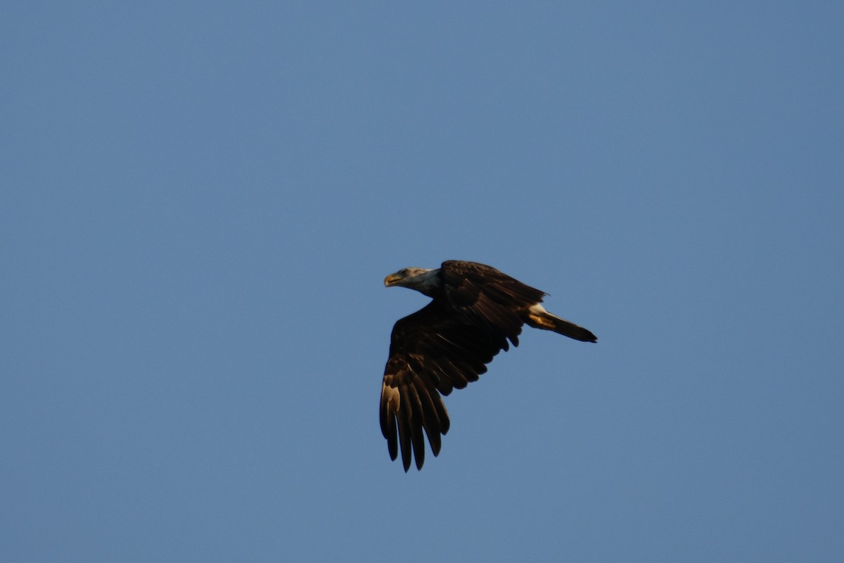 Bald Eagle - ML638792867