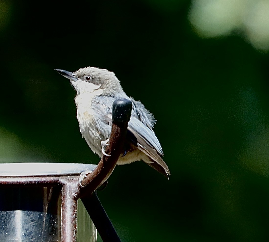 Pygmy Nuthatch - ML638792868