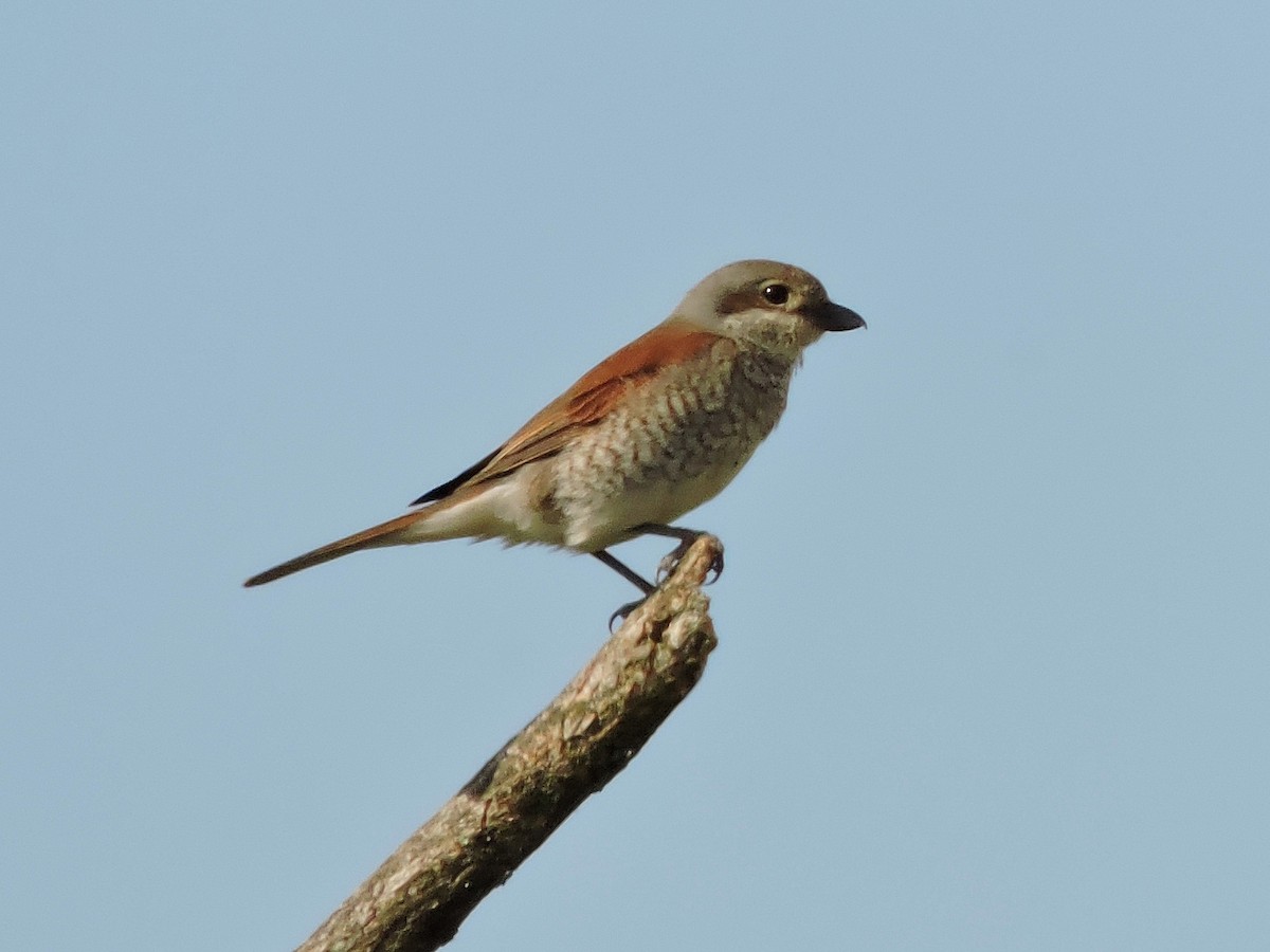 Red-backed Shrike - ML638792870