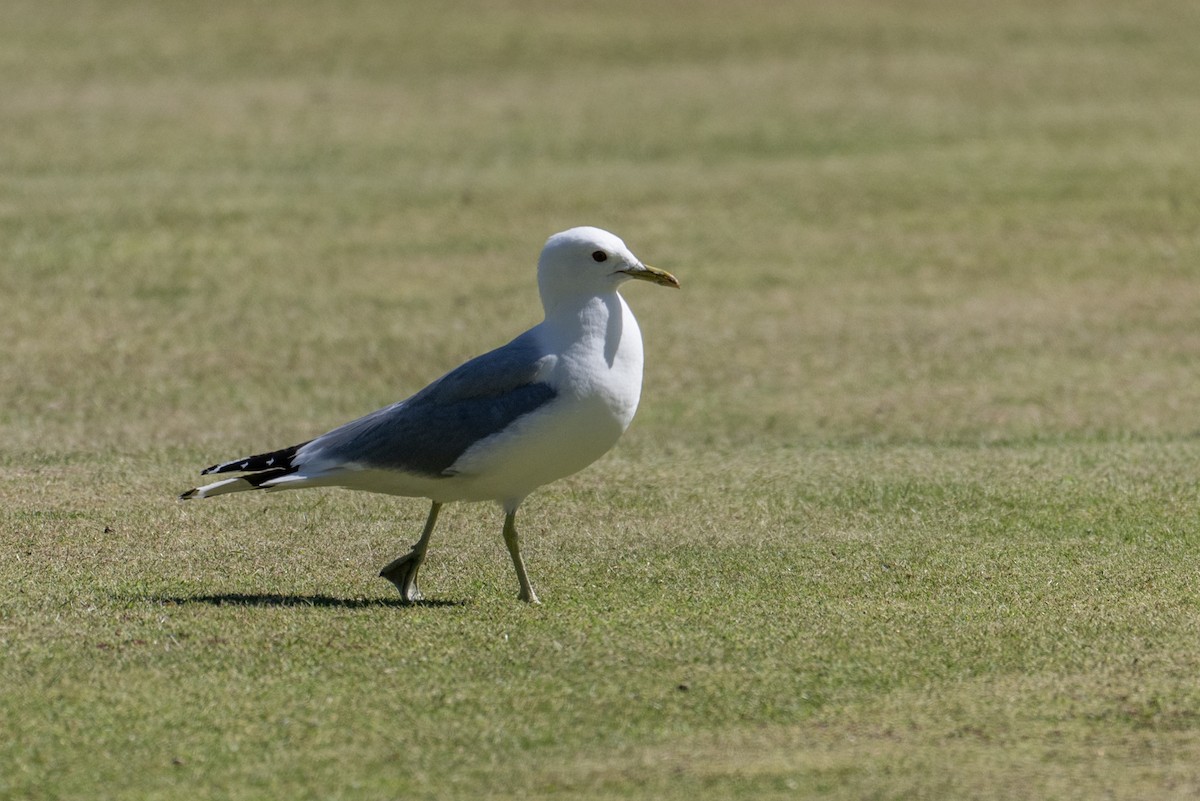 Common Gull - ML638792872
