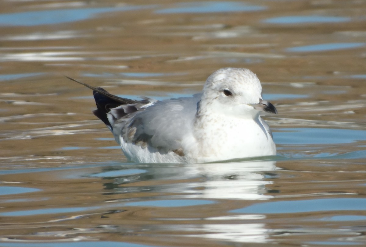 Common Gull - ML638792876