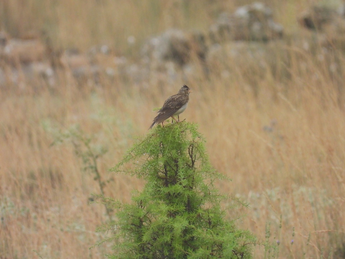 Eurasian Skylark - ML638792880