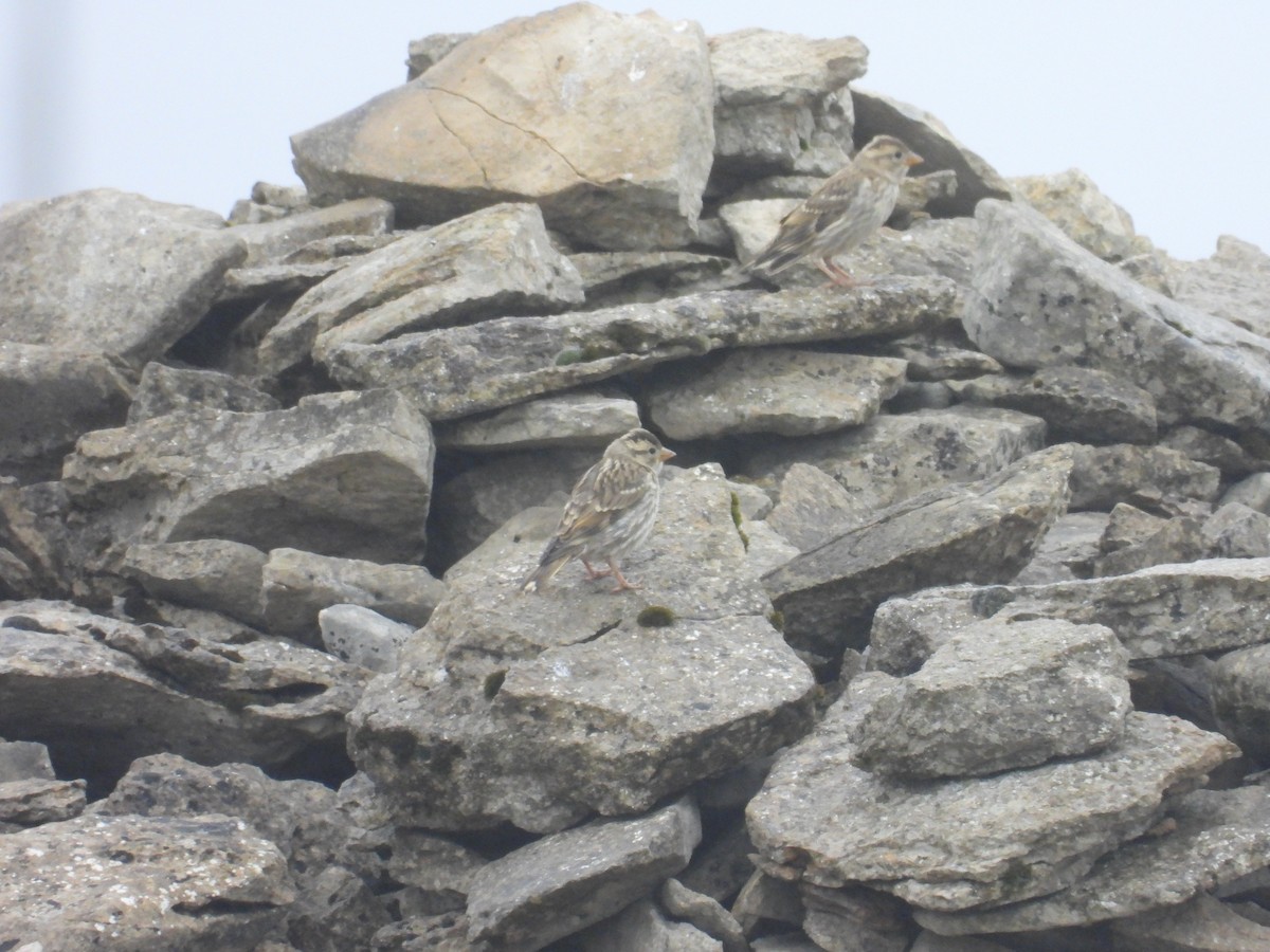 Rock Sparrow - ML638792931