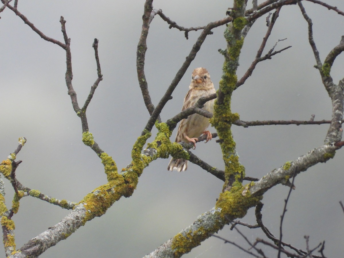 Rock Sparrow - ML638792958