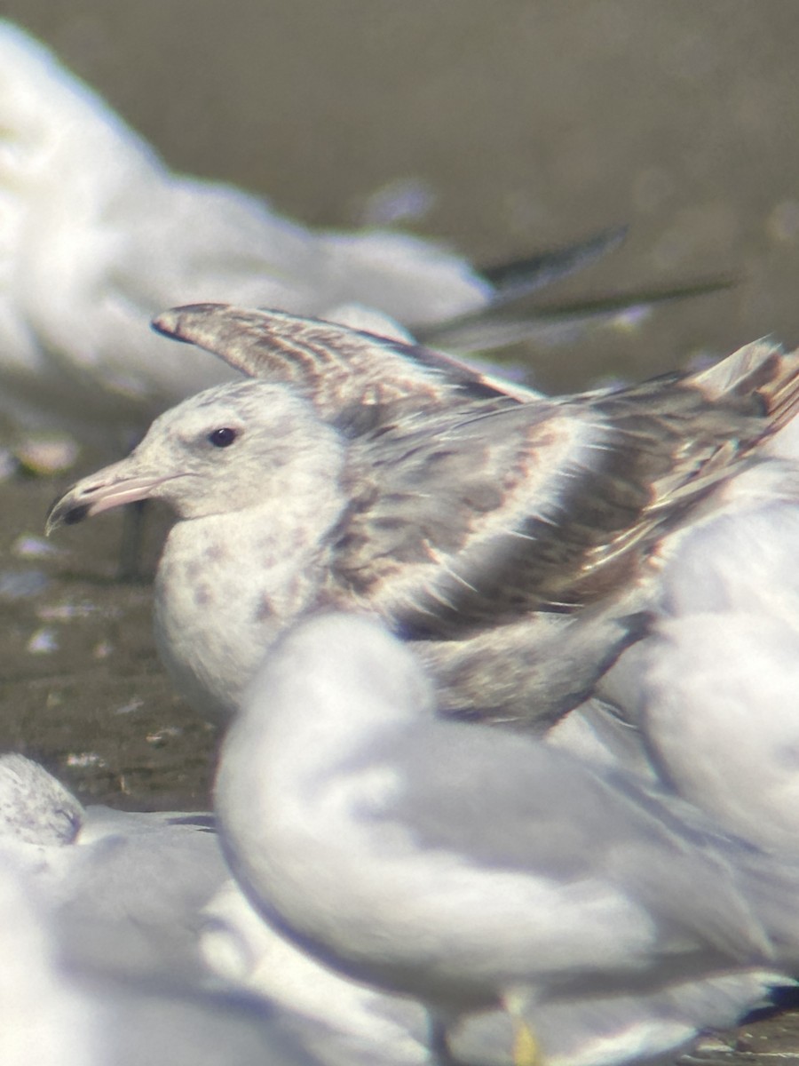 gull sp. - ML638793032