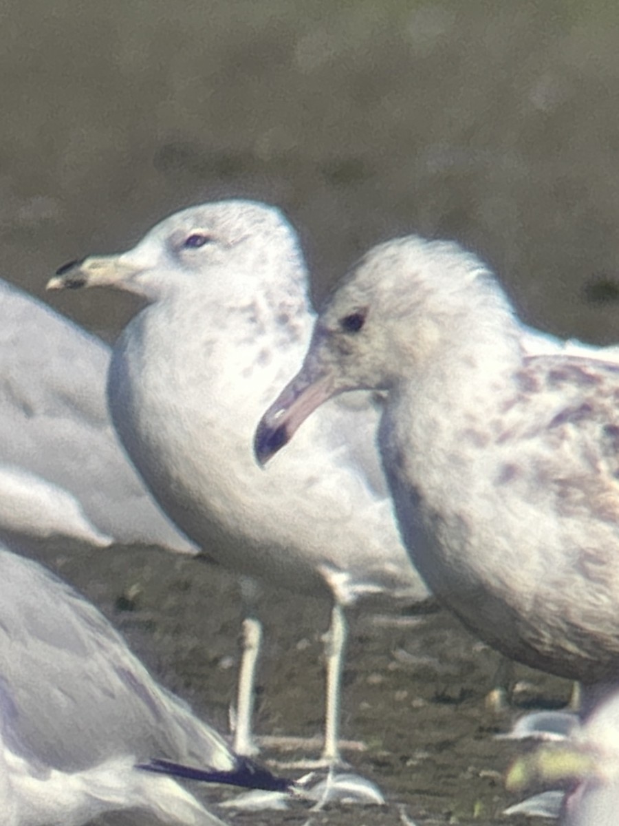 gull sp. - ML638793033
