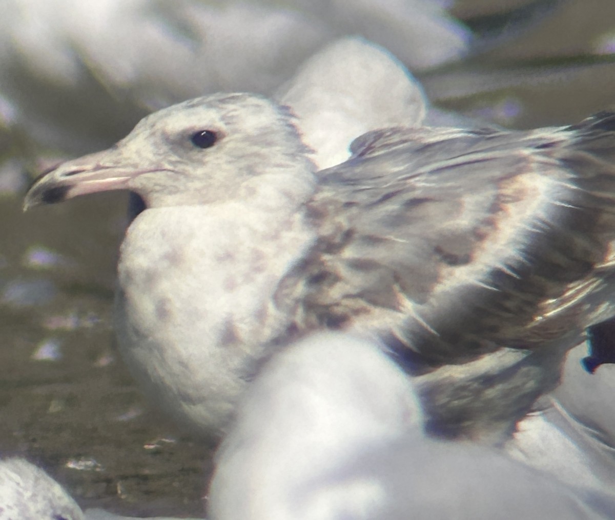 gull sp. - ML638793034