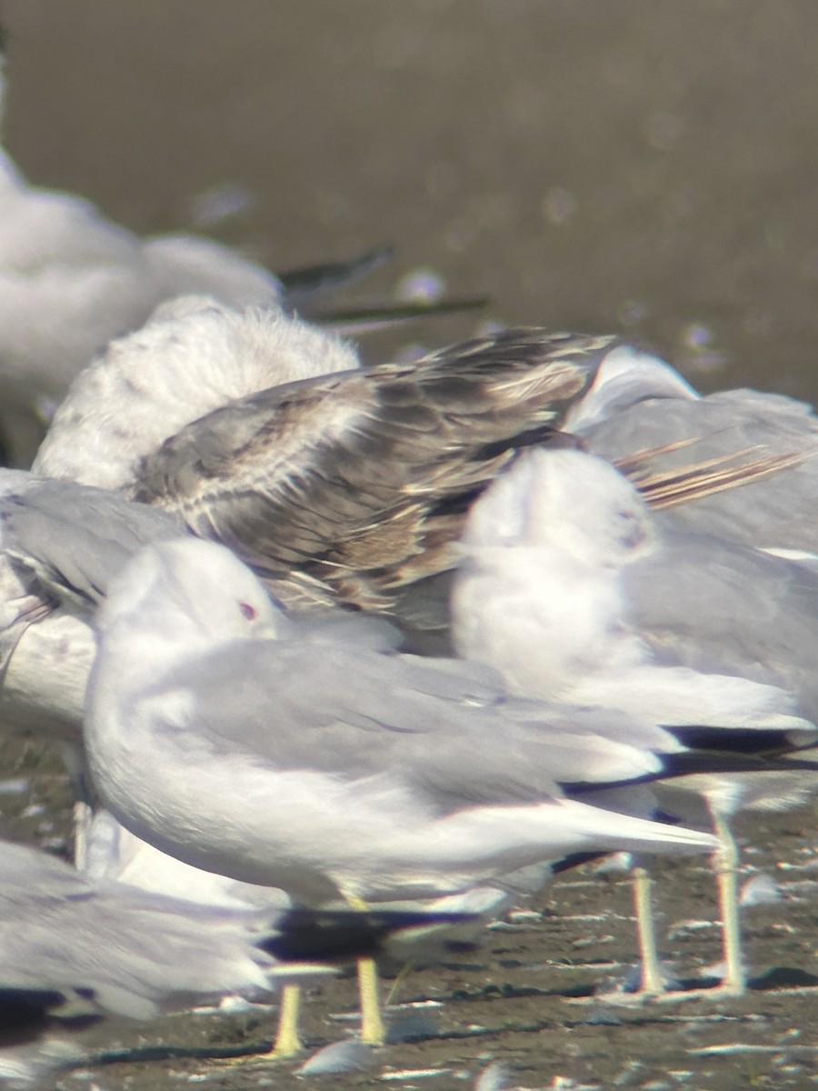 gull sp. - ML638793037