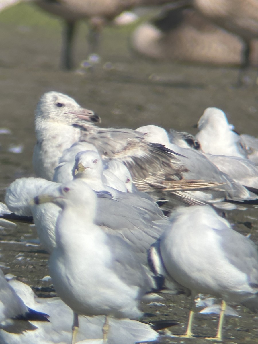 gull sp. - ML638793039