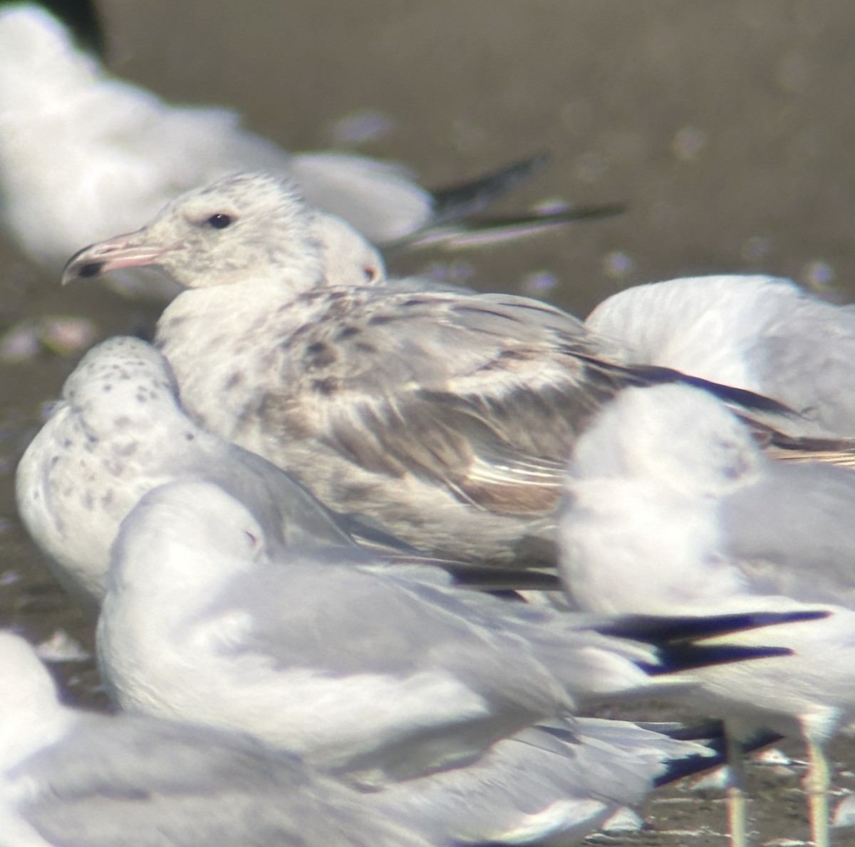 gull sp. - ML638793040