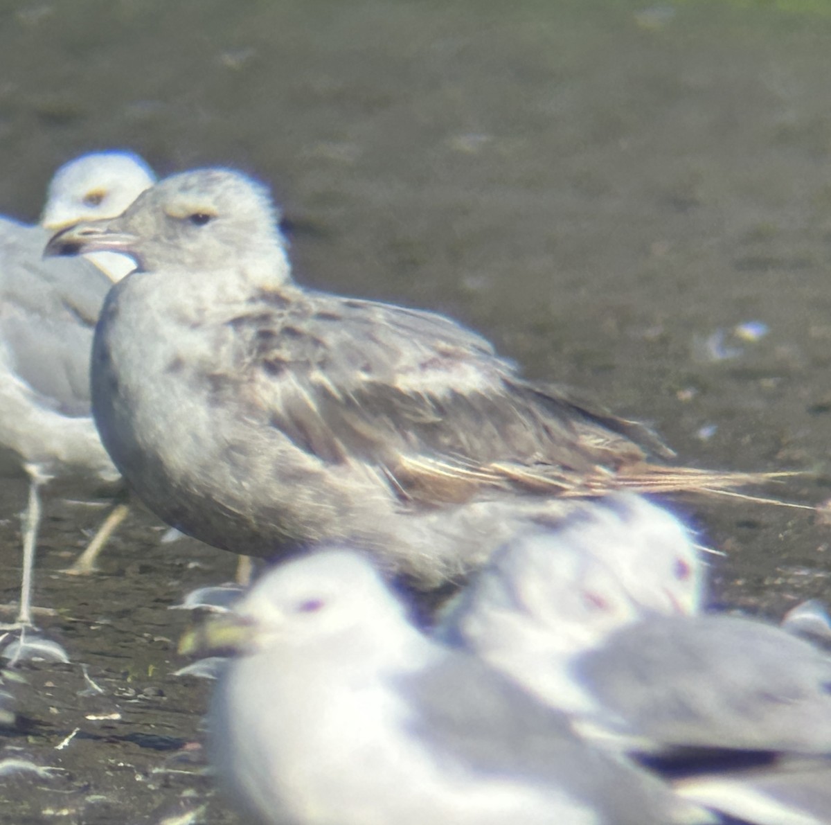 gull sp. - ML638793042