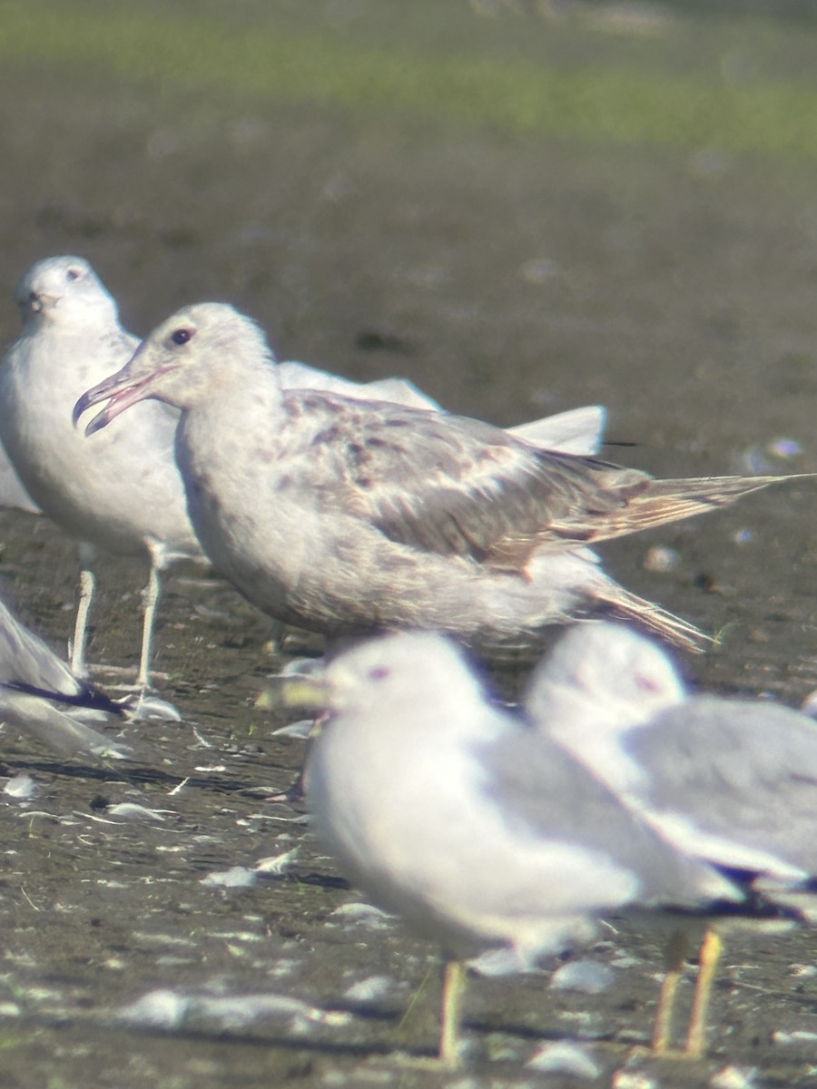 gull sp. - ML638793043