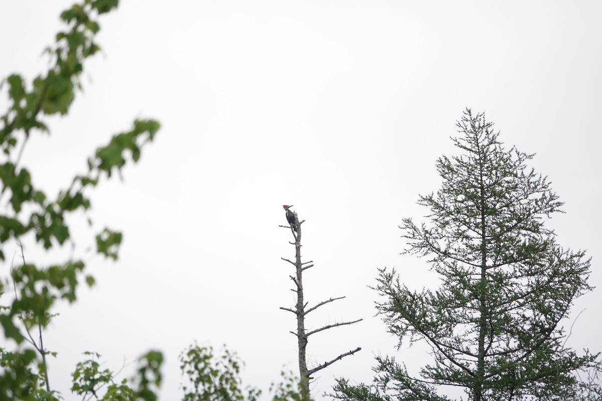 Pileated Woodpecker - ML638793049